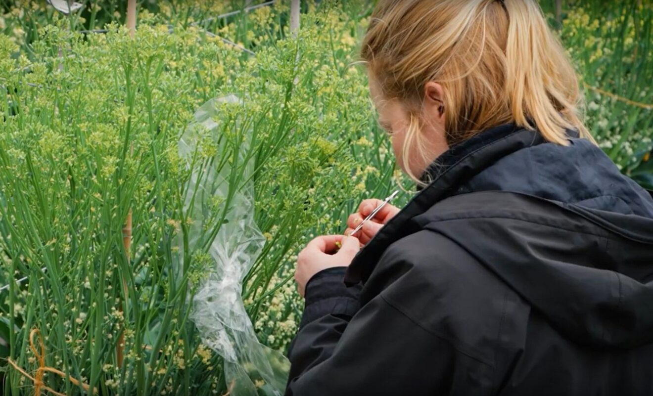 Cycle post-bac Environnement ISEN Ouest