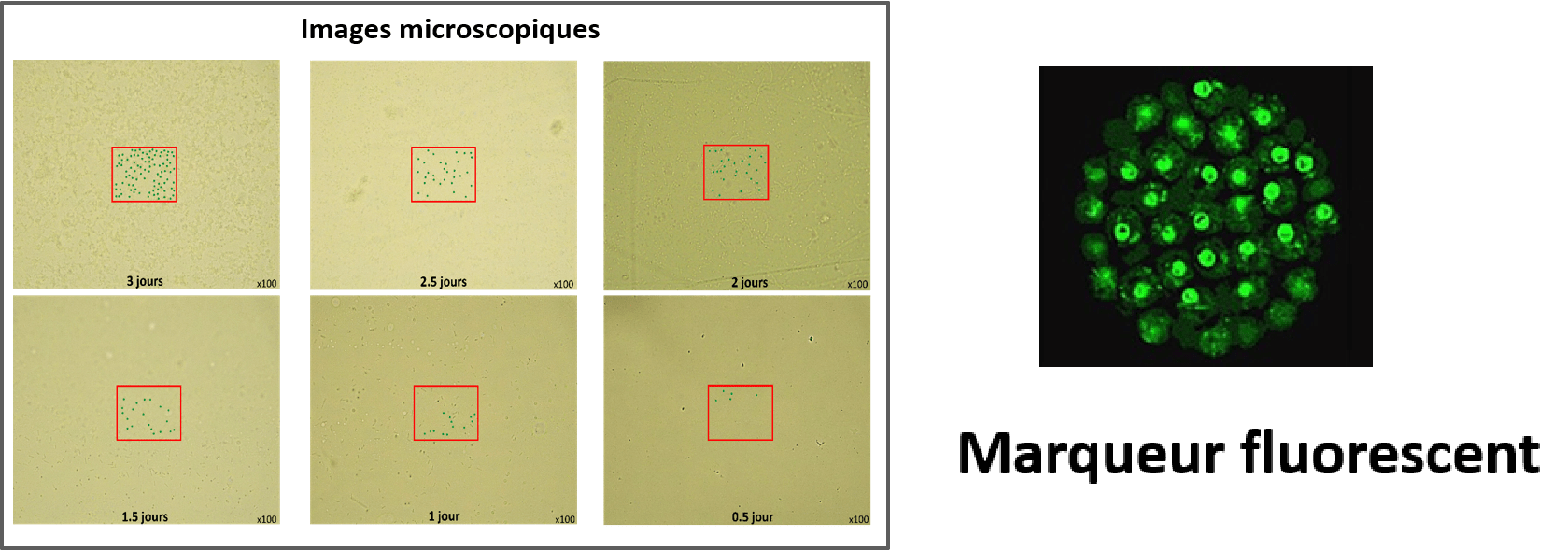 Analyse et caractérisation des biofilms - Projet de recherche du LabISEN